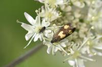Pammene aurana