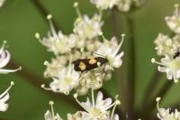 Pammene aurana