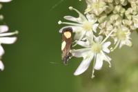 Pammene aurana