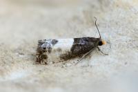 Notocelia cynosbatella