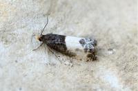 Notocelia cynosbatella