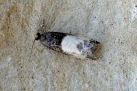 Notocelia cynosbatella