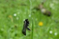 Adela reaumurella