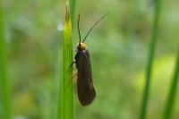 Incurvaria koerneriella