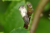 Notocelia cynosbatella