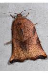 Archips podana