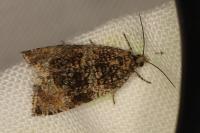 Celypha lacunana