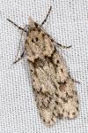 Diurnea fagella