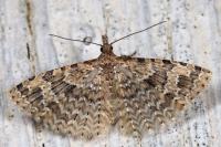 Alucita hexadactyla
