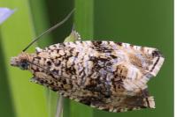 Celypha lacunana