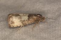 Notocelia cynosbatella