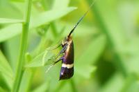 Adela australis