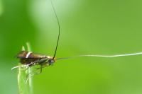 Adela australis