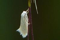 Elachista argentella
