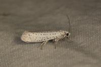 Yponomeuta evonymella