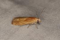 Eucosma