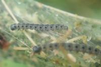 Yponomeuta padella