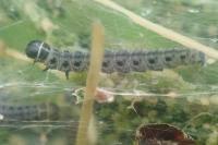 Yponomeuta padella