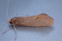 Nematopogon swammerdamella