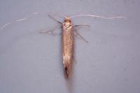 Nematopogon swammerdamella
