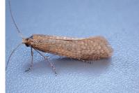 Nematopogon adansoniella
