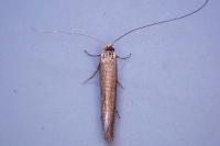 Nematopogon adansoniella