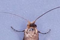 Nematopogon adansoniella