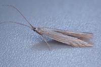 Coleophora otidipennella