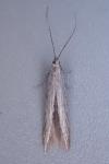 Coleophora otidipennella