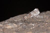 Phaneta pauperana