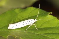 Yponomeuta