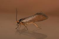 Crassa unitella