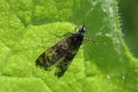 Hysterophora maculosana