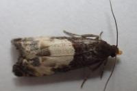 Notocelia cynosbatella