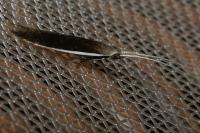 Coleophora albella