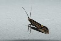 Esperia sulphurella