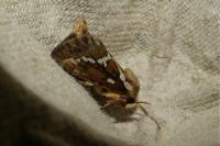 Korscheltellus lupulinus