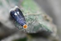 Stigmella catharticella