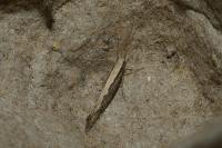 Plutella xylostella