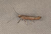 Zelleria hepariella