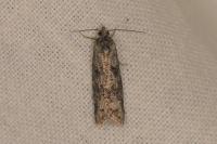 Cnephasia