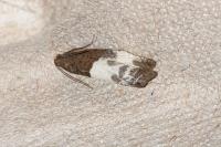 Notocelia cynosbatella