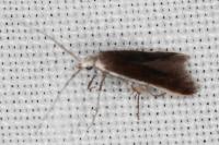 Coleophora albella