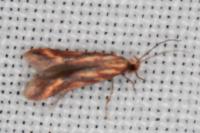 Metzneria aprilella