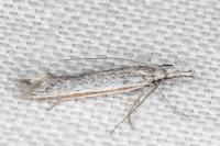 Pleurota ericella