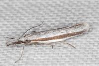 Pleurota ericella