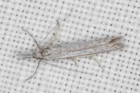 Pleurota ericella