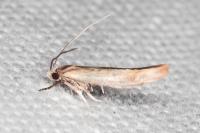 Zelleria hepariella
