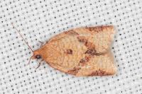 Clepsis consimilana