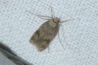 Borkhausenia nefrax